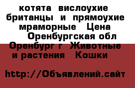 котята  вислоухие  британцы  и  прямоухие  ...мраморные › Цена ­ 3 500 - Оренбургская обл., Оренбург г. Животные и растения » Кошки   